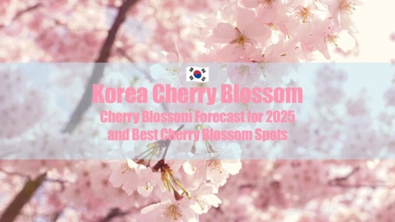 Cherry Blossom